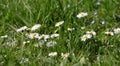 Daisy flowers in green grass