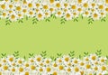 Daisy flowers and green grass in a border arrangements Royalty Free Stock Photo