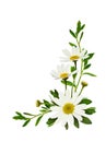 Daisy flowers and green grass in a corner floral arrangement Royalty Free Stock Photo