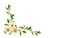 Daisy flowers and green grass in a floral corner arrangement isolated Royalty Free Stock Photo