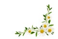 Daisy flowers and green grass in a floral corner arrangement isolated on white Royalty Free Stock Photo