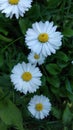 Daisy flowers and green grass Royalty Free Stock Photo