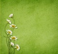 Daisy flowers on green paper