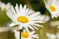 Daisy flowers growing in a field or botanical garden on a sunny day outdoors. Shasta or max chrysanthemum daisies from Royalty Free Stock Photo