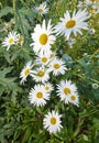 Daisy flowers growing in a field or botanical garden on a sunny day outdoors. Shasta or max chrysanthemum daisies from Royalty Free Stock Photo