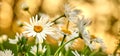 Daisy flowers growing in a field or botanical garden on a sunny day outdoors. Shasta or max chrysanthemum daisies from Royalty Free Stock Photo