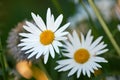 Daisy flowers growing in a lush backyard garden in summer. Beautiful flower on a green grassy lawn in spring from above Royalty Free Stock Photo