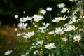 Daisy flowers growing in a lush green backyard garden in summer. White marguerite flowering plant blooming on a green Royalty Free Stock Photo