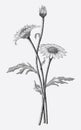 Daisy flowers hand drawing vintage style isolate on white background Royalty Free Stock Photo