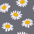 Daisy flowers heads. Seamless pattern. Vector illustration. Purple background