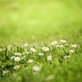 Daisy flowers Royalty Free Stock Photo