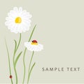 Daisy flowers and ladybug. Vector card