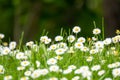 daisy flowers meadow background Royalty Free Stock Photo