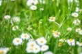 daisy flowers meadow background Royalty Free Stock Photo