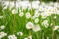 daisy flowers meadow background Royalty Free Stock Photo