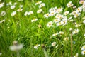 daisy flowers meadow background Royalty Free Stock Photo