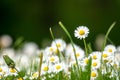 daisy flowers meadow background Royalty Free Stock Photo