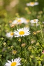 Daisy flowers meadow, field of daisies Royalty Free Stock Photo