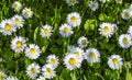 Daisy flowers