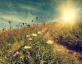 Daisy flowers on the mountain tableland