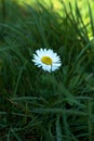 daisy flowers, nature background in spring, a magnificent forest and garden, nature wallpaper