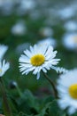 daisy flowers, nature background in spring, a magnificent forest and garden, nature wallpaper