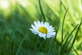 daisy flowers, nature background in spring, a magnificent forest and garden, nature wallpaper