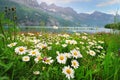 Daisy flowers near the Alpine lake Royalty Free Stock Photo