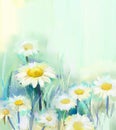 Oil painting white Daisy flowers in field