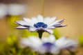 A white and purple daisy