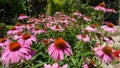 Daisy flowers pink