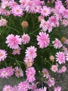 Daisy flowers bloomings in asia Royalty Free Stock Photo