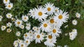 Daisy flowers Royalty Free Stock Photo