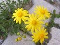 Daisy flowers,Sidewalks, ornamental flowers, natural colored flowers, city ornamental flowers, flowers between stones, Royalty Free Stock Photo