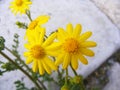 Daisy flowers,Sidewalks, ornamental flowers, natural colored flowers, city ornamental flowers, flowers between stones, Royalty Free Stock Photo