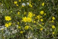 Daisy flowers,Sidewalks, ornamental flowers, natural colored flowers, city ornamental flowers, flowers between stones, Royalty Free Stock Photo