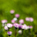 Daisy flowers  - abstrackt background Royalty Free Stock Photo