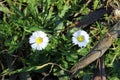 Daisy flowers in Spain