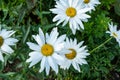 Daisy flowers standing on a meadow. Camomile flowers on summer filed. Chamomiles with white petals in grass for poster Royalty Free Stock Photo