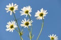 Daisy flowers on stems against a sky Royalty Free Stock Photo