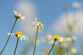 Daisy flowers on stems against a blue sky Royalty Free Stock Photo