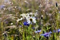 Daisy flowers , summer Royalty Free Stock Photo