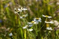 Daisy flowers , summer Royalty Free Stock Photo