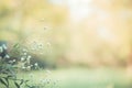 Abstract close-up of daisy flowers. Summer flowers on natural bokeh background Royalty Free Stock Photo