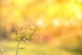 Abstract close-up of daisy flowers. Summer flowers on natural bokeh background Royalty Free Stock Photo