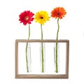 Daisy flowers in test tubes Royalty Free Stock Photo