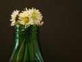 Daisy flowers in vase Royalty Free Stock Photo