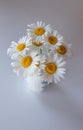 Daisy flowers in vase Royalty Free Stock Photo