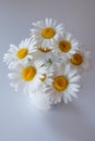 Daisy flowers in vase Royalty Free Stock Photo
