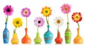 Daisy flowers in vases Royalty Free Stock Photo